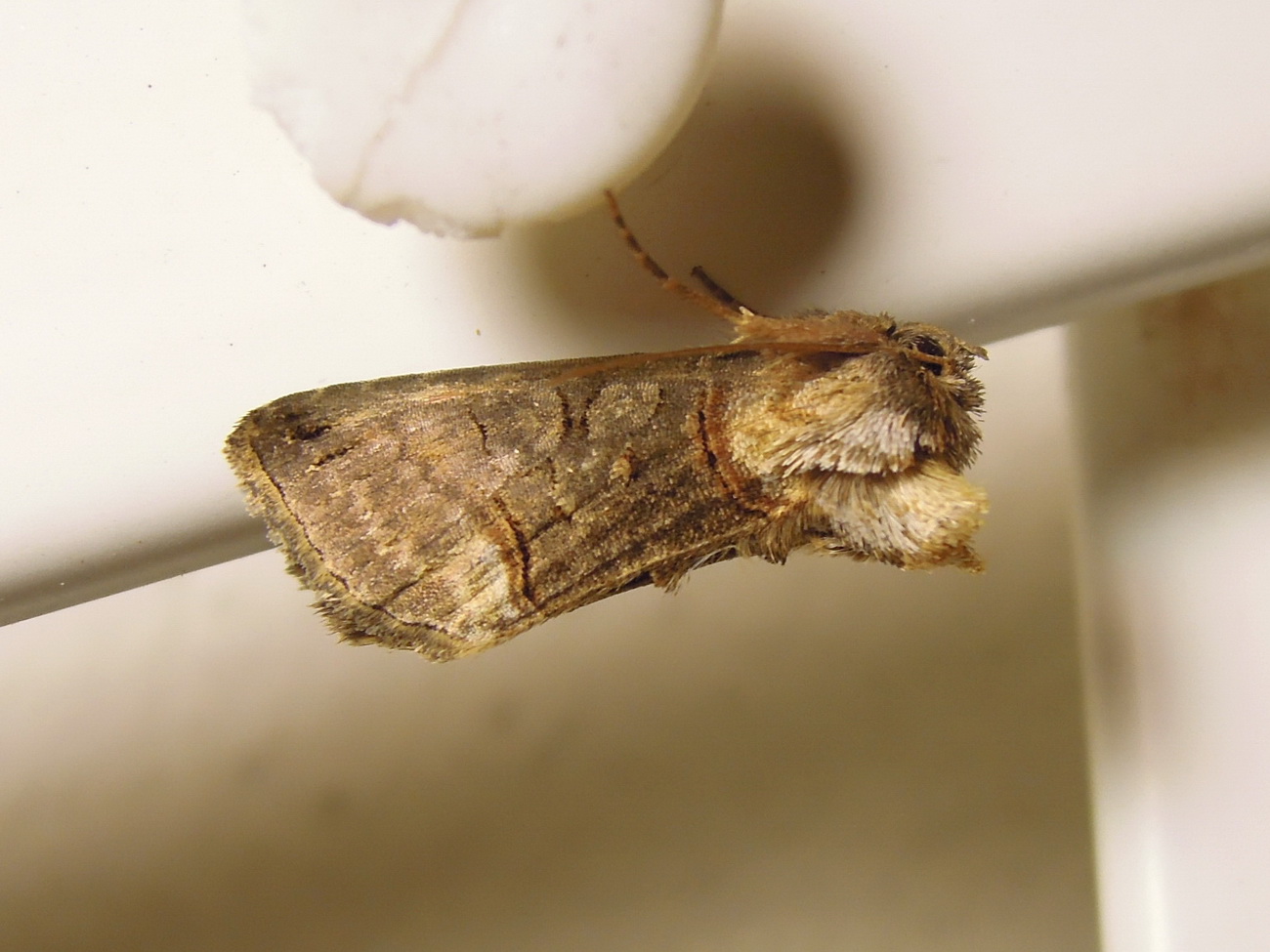 Abrostola sp.